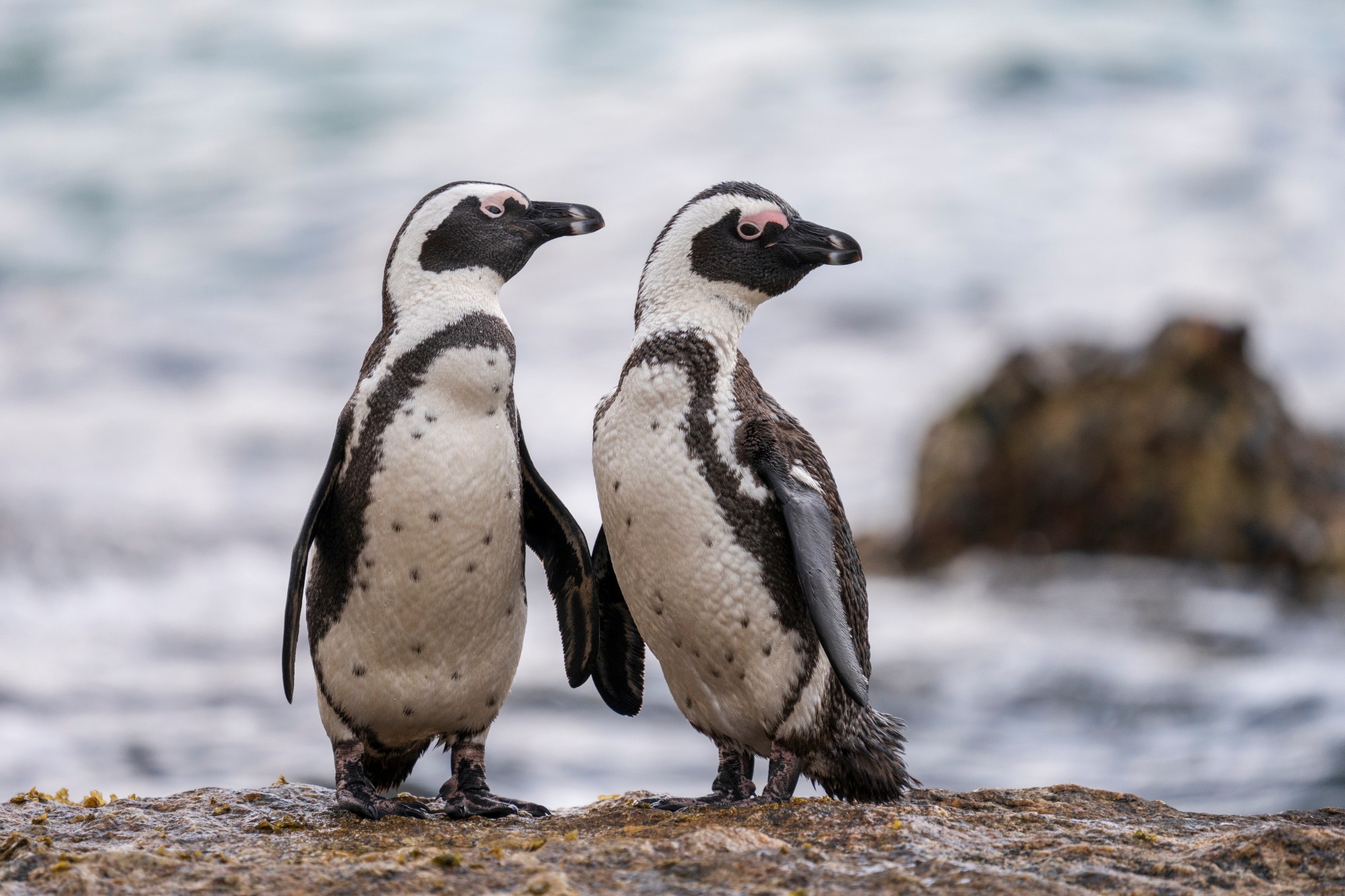 Two African penguins on the rocks, showing the pink skin above their eyes, our SOS Edition — Hansie en Grietjie Field Notes