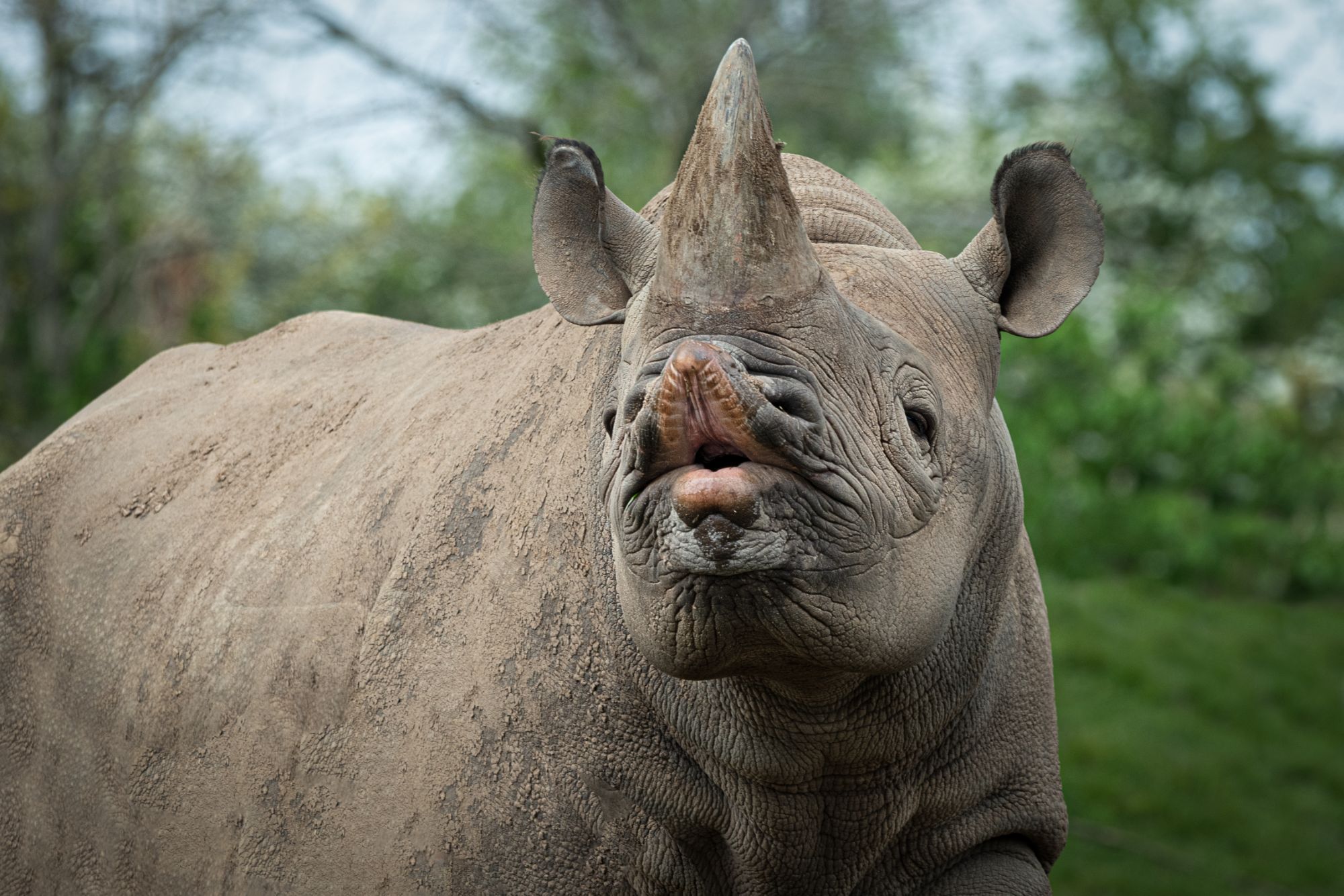Black rhino, Critically Endangered, showing its hooked upper lip — Hansie en Grietjie Field Notes