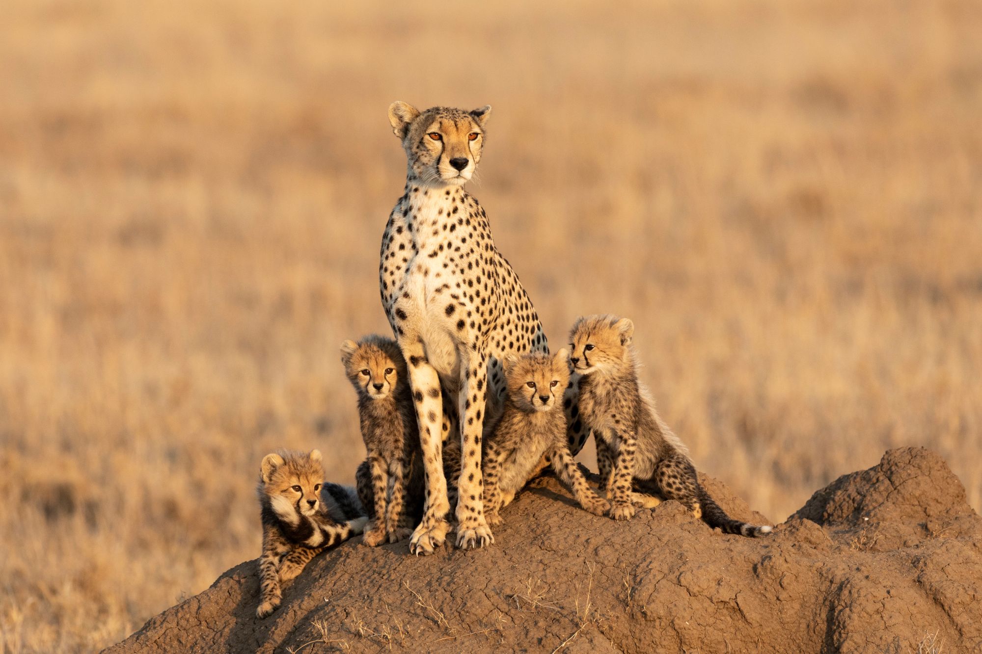 Cheetah mother with her four cubs on a termite mound, Vulnerable — Hansie en Grietjie Field Notes