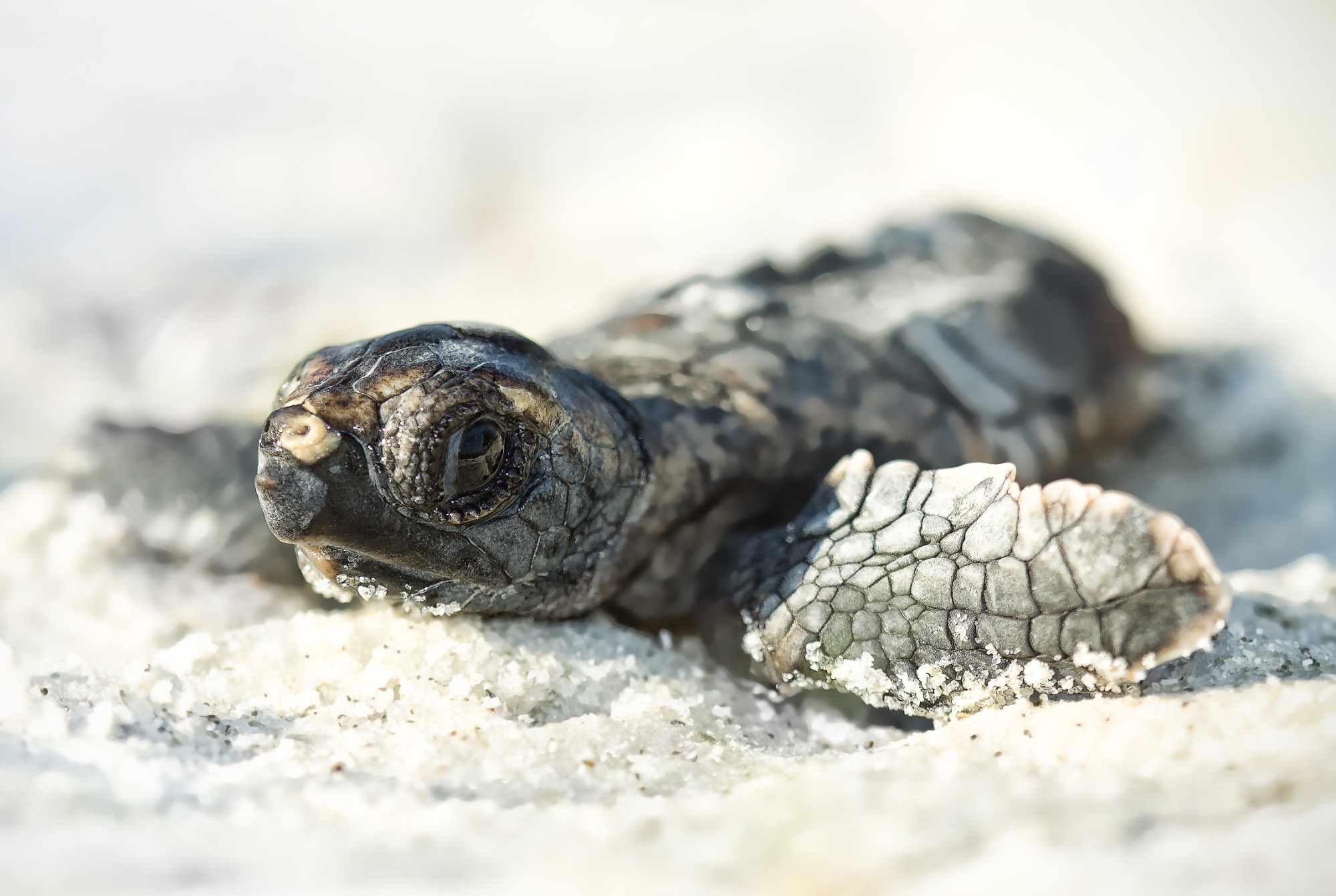 Loggerhead turtle hatchling on white sand, showing its big head, Vulnerable — Hansie en Grietjie Field Notes