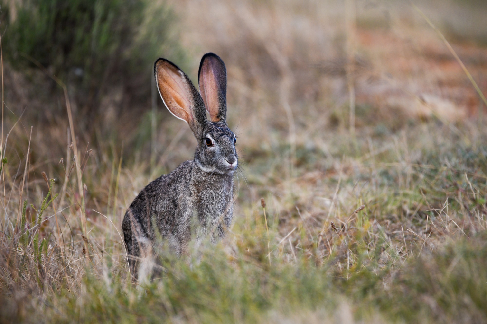 Riverine rabbit in the Karoo, showing the dark stripe across its cheek, Critically Endangered — Hansie en Grietjie Field Notes
